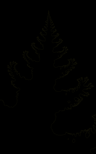 Fractale : Pin